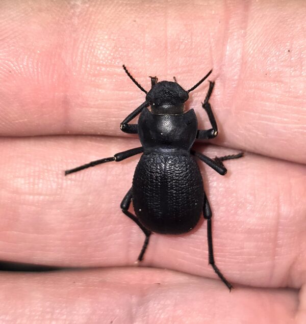 Schizillus laticeps