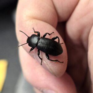Scotobaenus Darkling