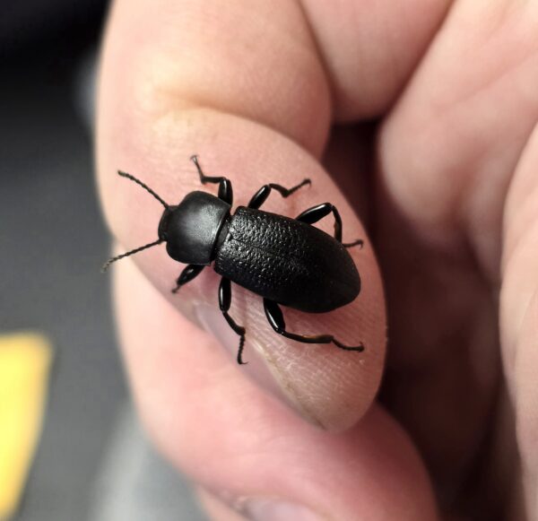 Scotobaenus Darkling