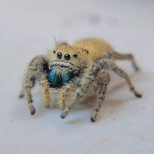 Apache Jumping Spiderling Teal Chelicerae