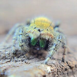 Phidippus apacheanus Captive Bred