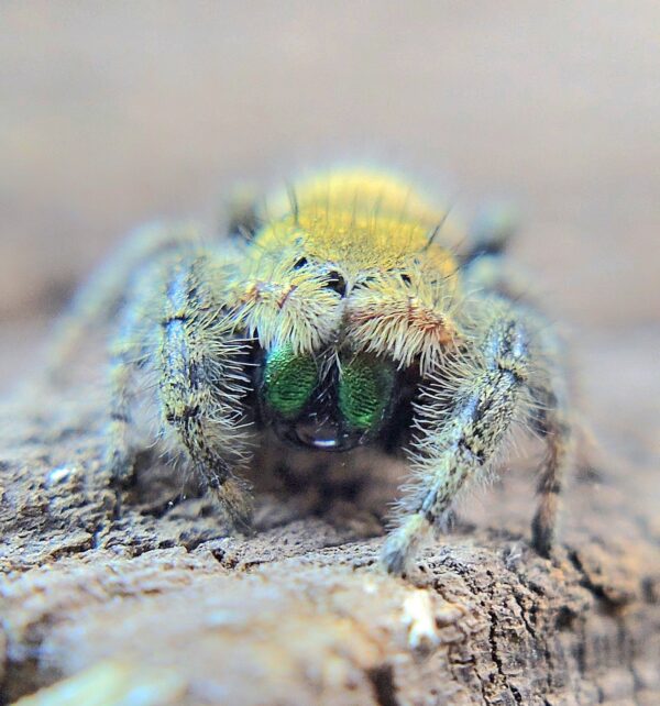 Phidippus apacheanus Captive Bred