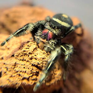 Regal Spiderling Black Form CB