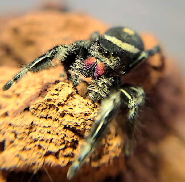 Regal Spiderling Black Form CB