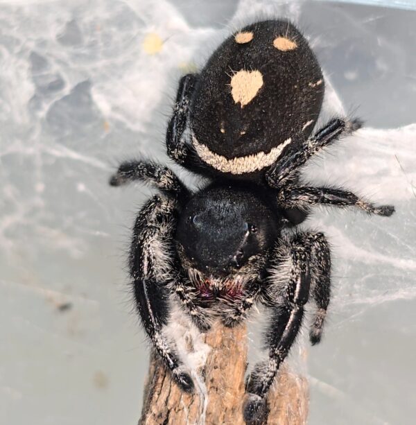 Regal Spiderling Black Form CB - Image 2