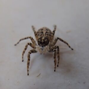 Half-edged Wall Jumping Spiderling CB