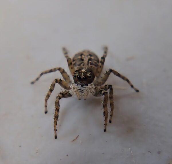 Half-edged Wall Jumping Spider Female