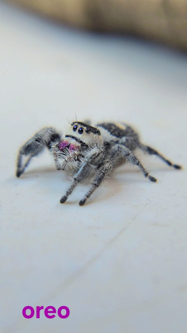 Regal Spiderling Panda CB - Image 2
