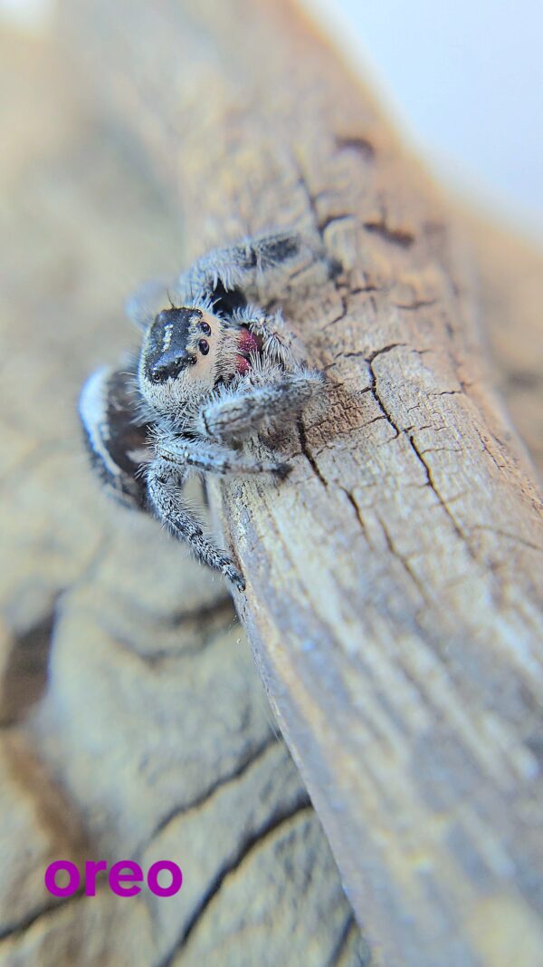 Regal Spiderling Panda CB - Image 3