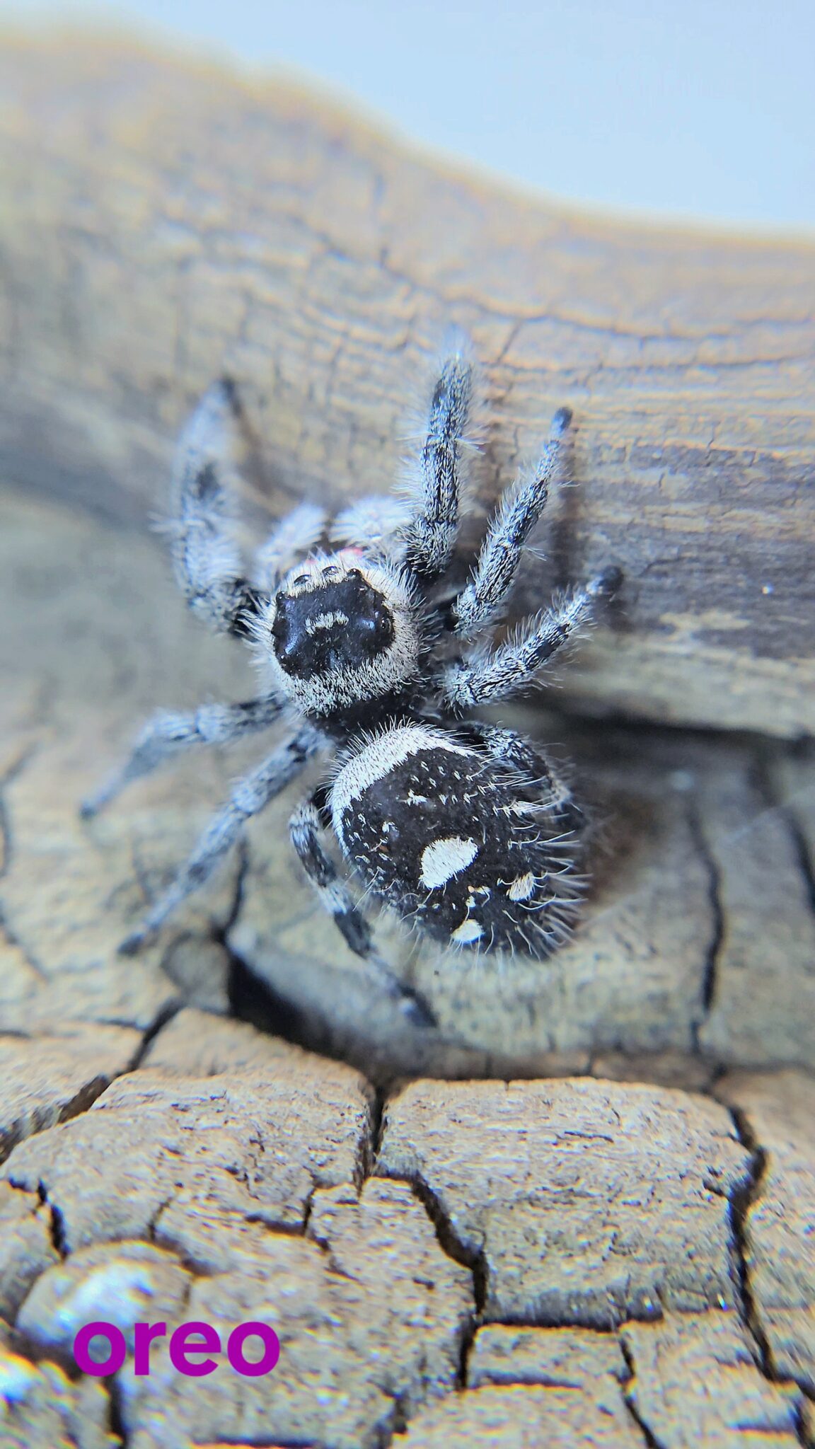 Regal Spiderling Panda CB - Bugs In Cyberspace
