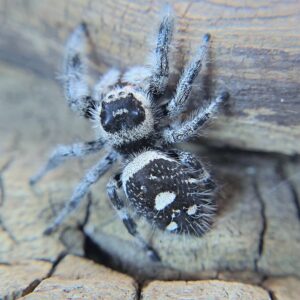 Regal Spiderling Panda CB