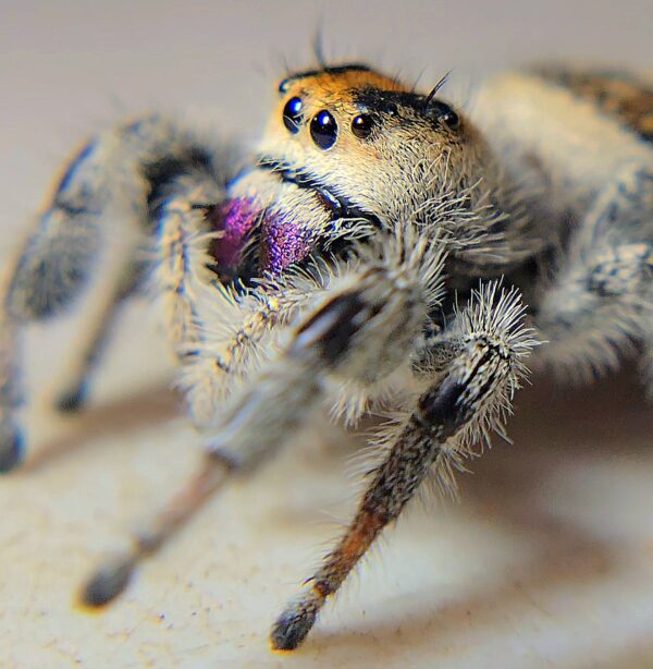 Regal Spiderling Tiger CB - Image 4