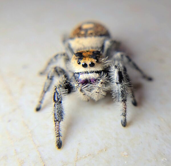 Regal Spiderling Tiger CB - Image 3