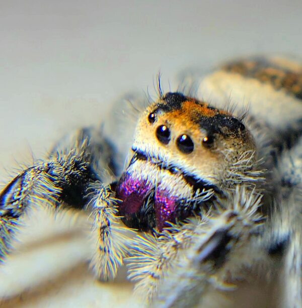 Regal Spiderling Tiger CB