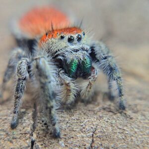 Coral Bean Apache CB Spiderling
