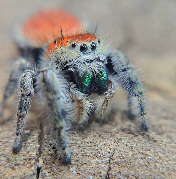 Coral Bean Apache CB Spiderling