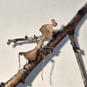 Vietnamese Dead Leaf Mantis