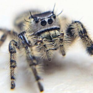 Phidippus otiosus CB Spiderling