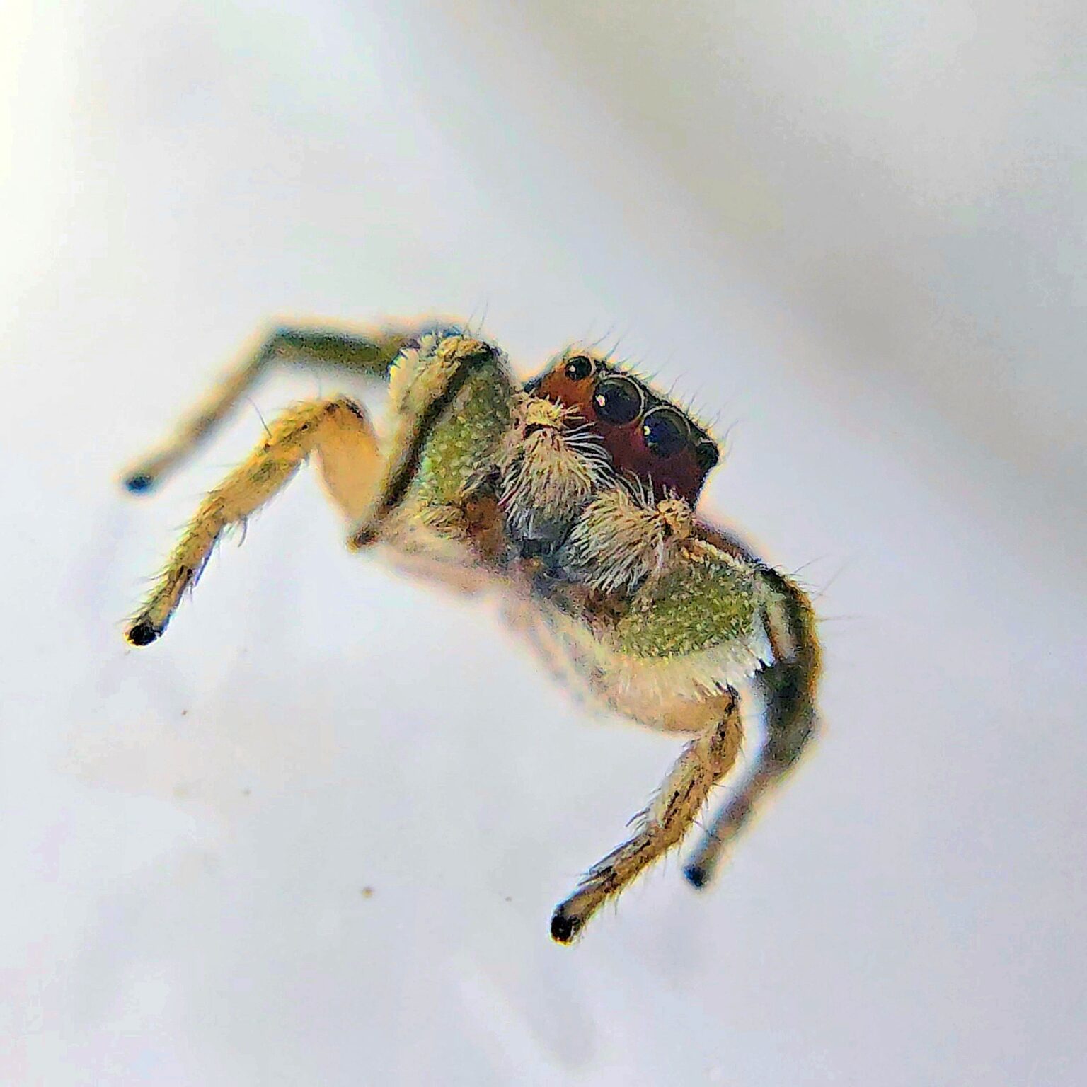 Red Bandito Jumping Spider Male - Bugs In Cyberspace