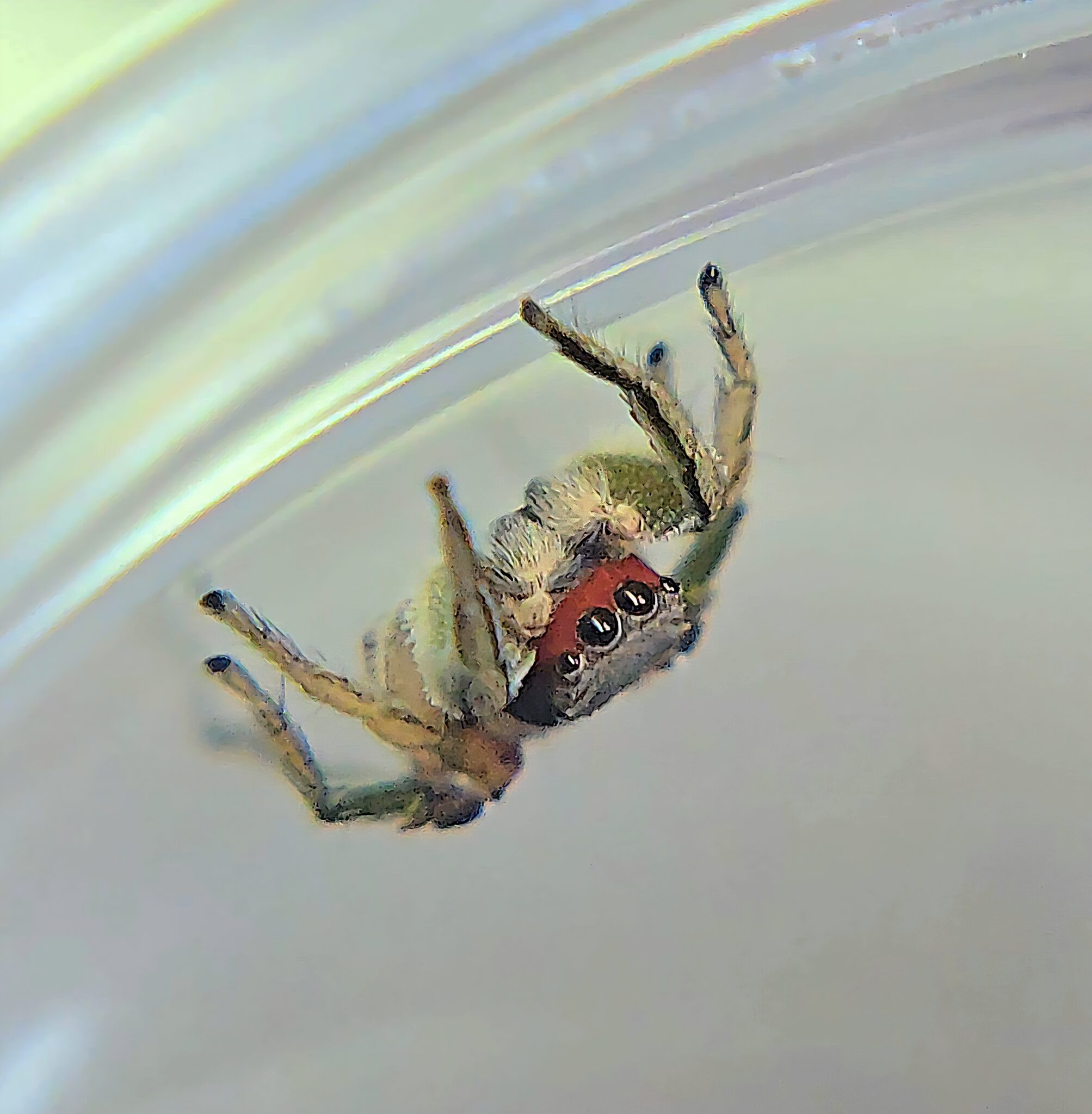 Red Bandito Jumping Spider Male - Bugs In Cyberspace