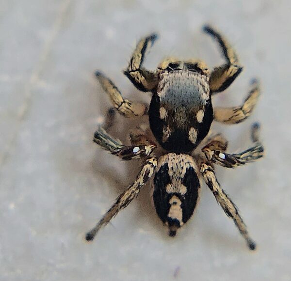 Red Bandito Jumping Spider Male - Image 3