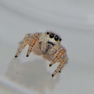 Habronattus pyrrithrix female