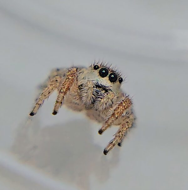 Habronattus pyrrithrix female