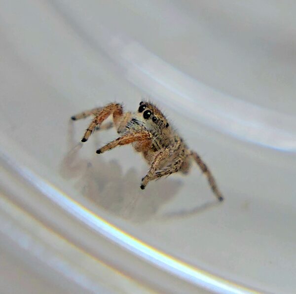 Red Bandito Jumping Spider Female - Image 2