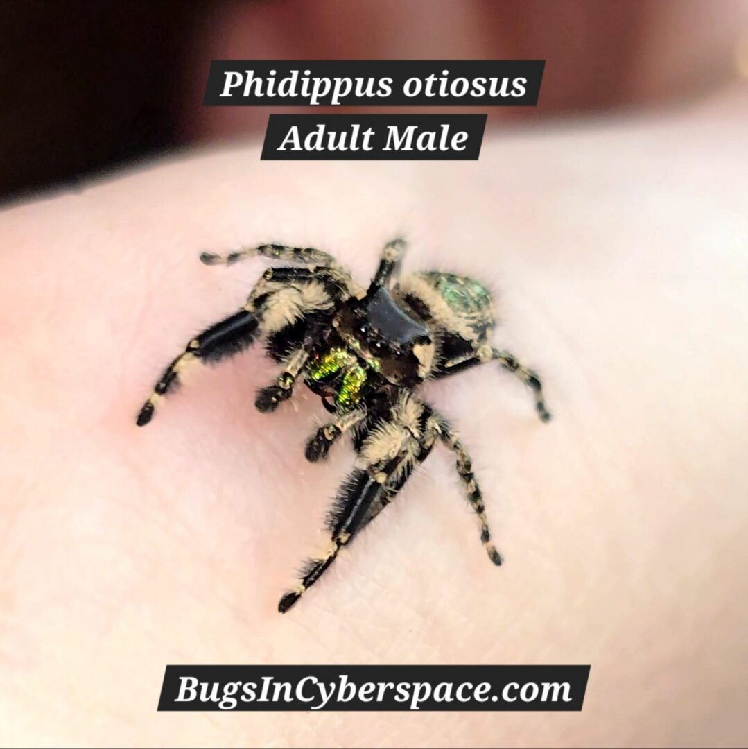 Phidippus otiosus CB Spiderling - Image 4