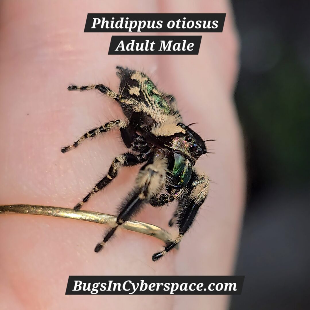 Phidippus otiosus CB Spiderling - Image 3