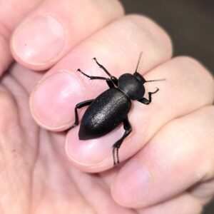 Disco Beetles