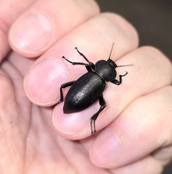 Disco Beetles