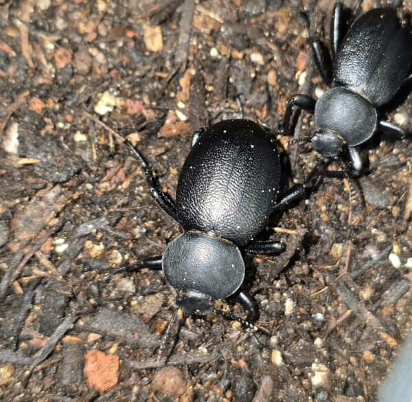 Disco Beetles - Image 2