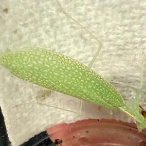 Lacewing Mantis Eomantis yunnanensis
