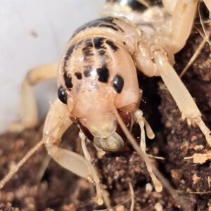 Painted Jerusalem Cricket