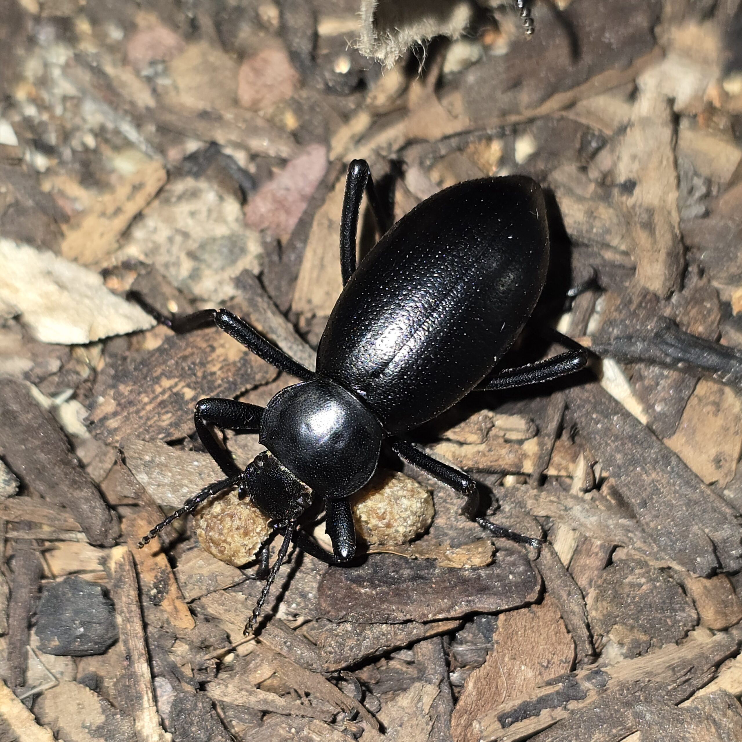 Eleodes dentipes - Image 3