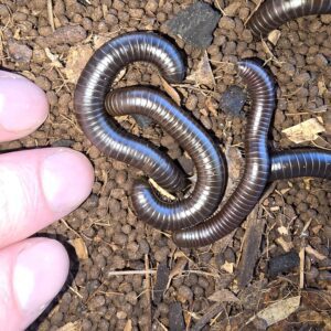 California Tylobolus Millipede
