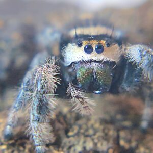 Regal Spiderling Toasted Marshmallow CB