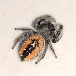Phidippus ardens Orange CB Sling