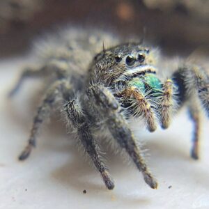 Phidippus purpuratus CB Spiderling