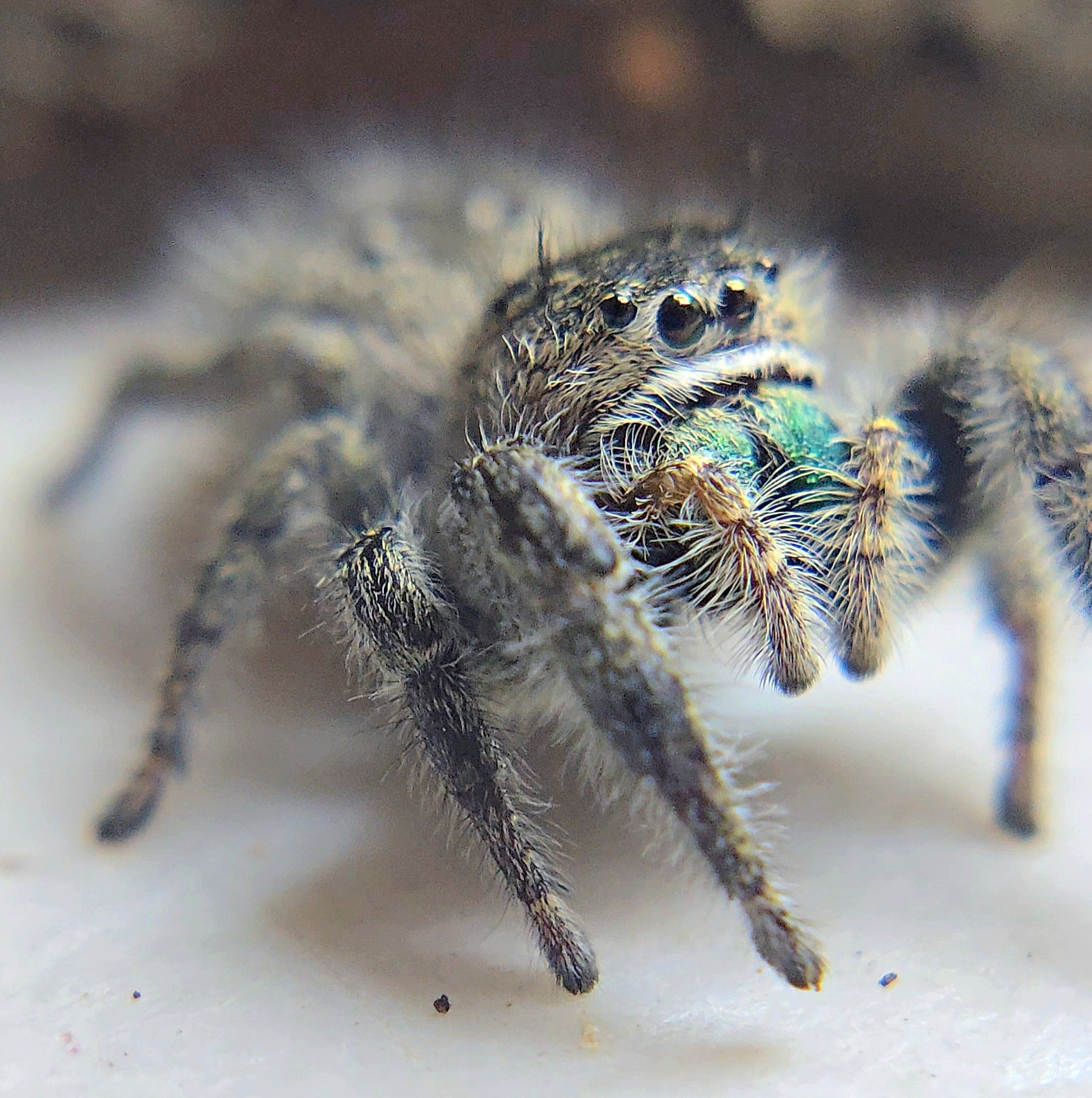 Phidippus purpuratus CB Spiderling