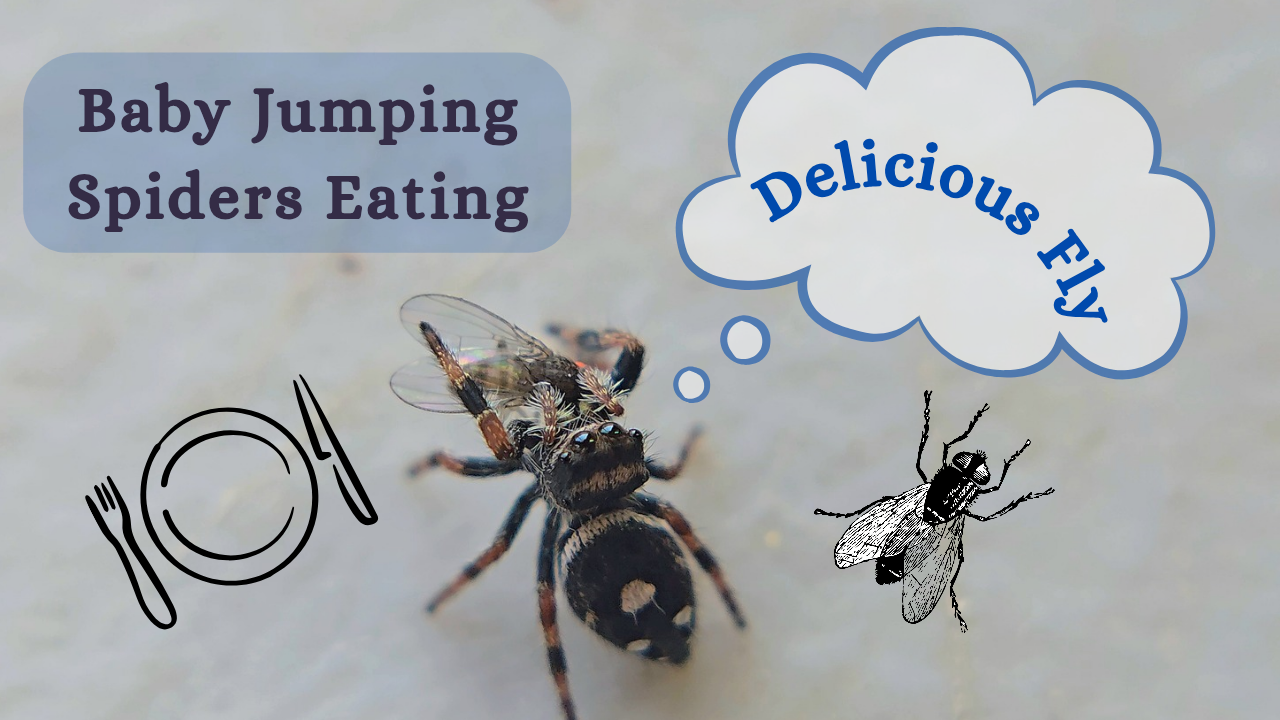 Baby Jumping Spiders Eating