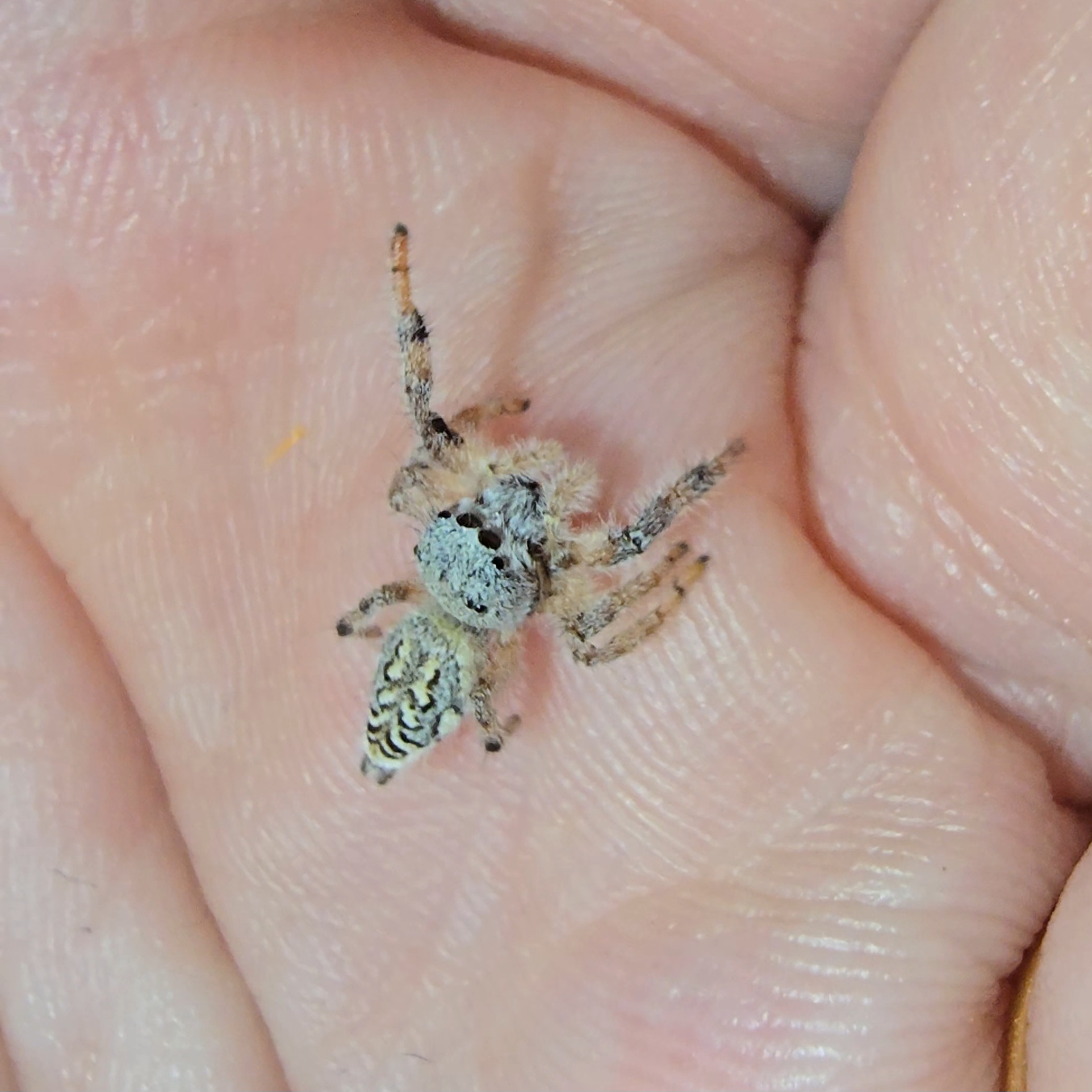 Cloud Jumper Paraphidippus fartilis