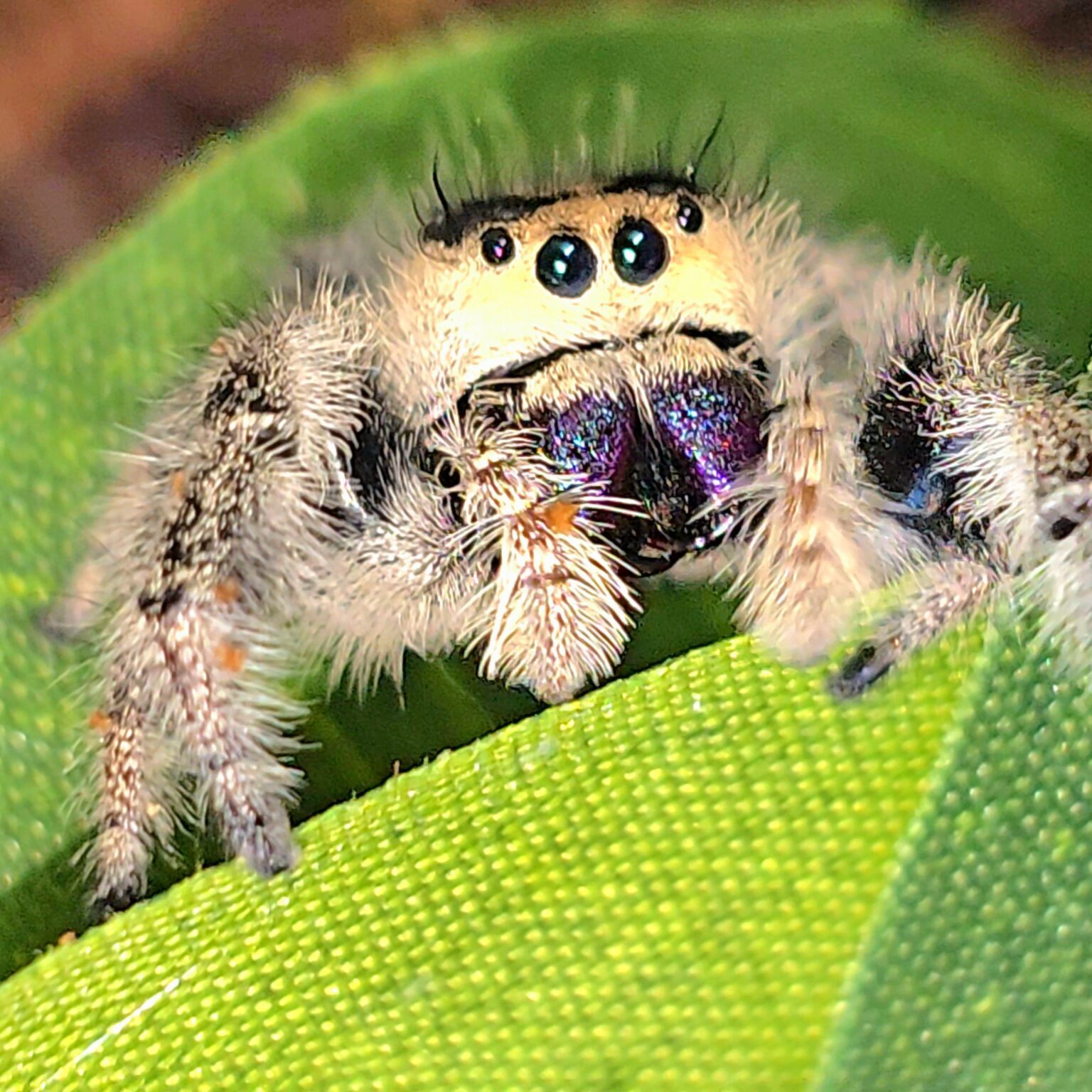 Regal Spiderling Indigo Smile - Bugs In Cyberspace