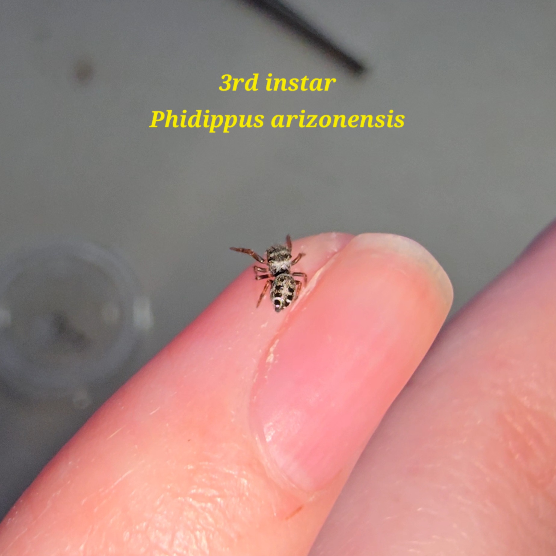 Phidippus arizonensis Arizona Jumping Spiderling - Image 6