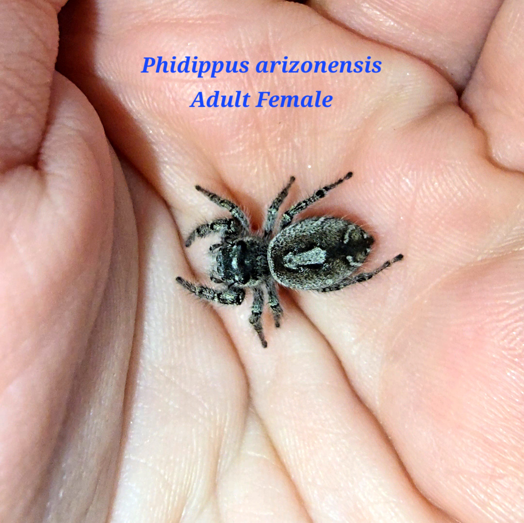 Phidippus arizonensis Arizona Jumping Spiderling - Image 4