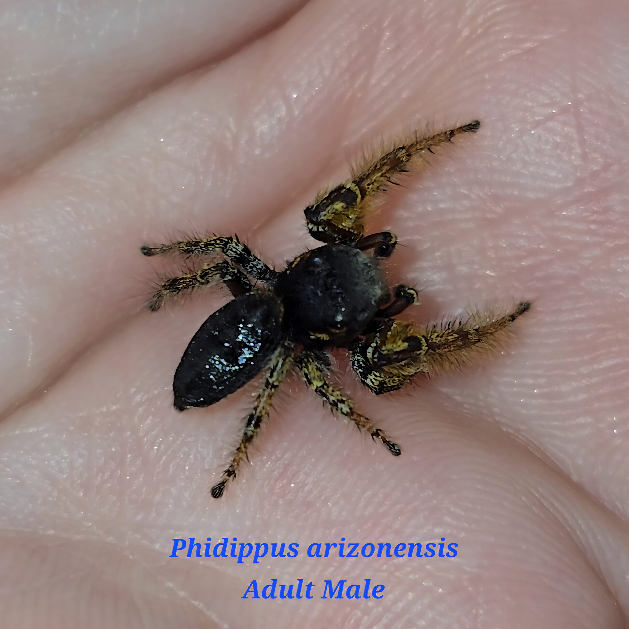 Phidippus arizonensis Arizona Jumping Spiderling - Image 3