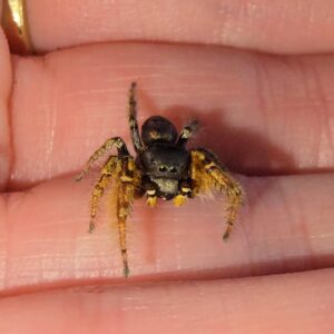 Phidippus arizonensis Arizona Jumping Spiderling