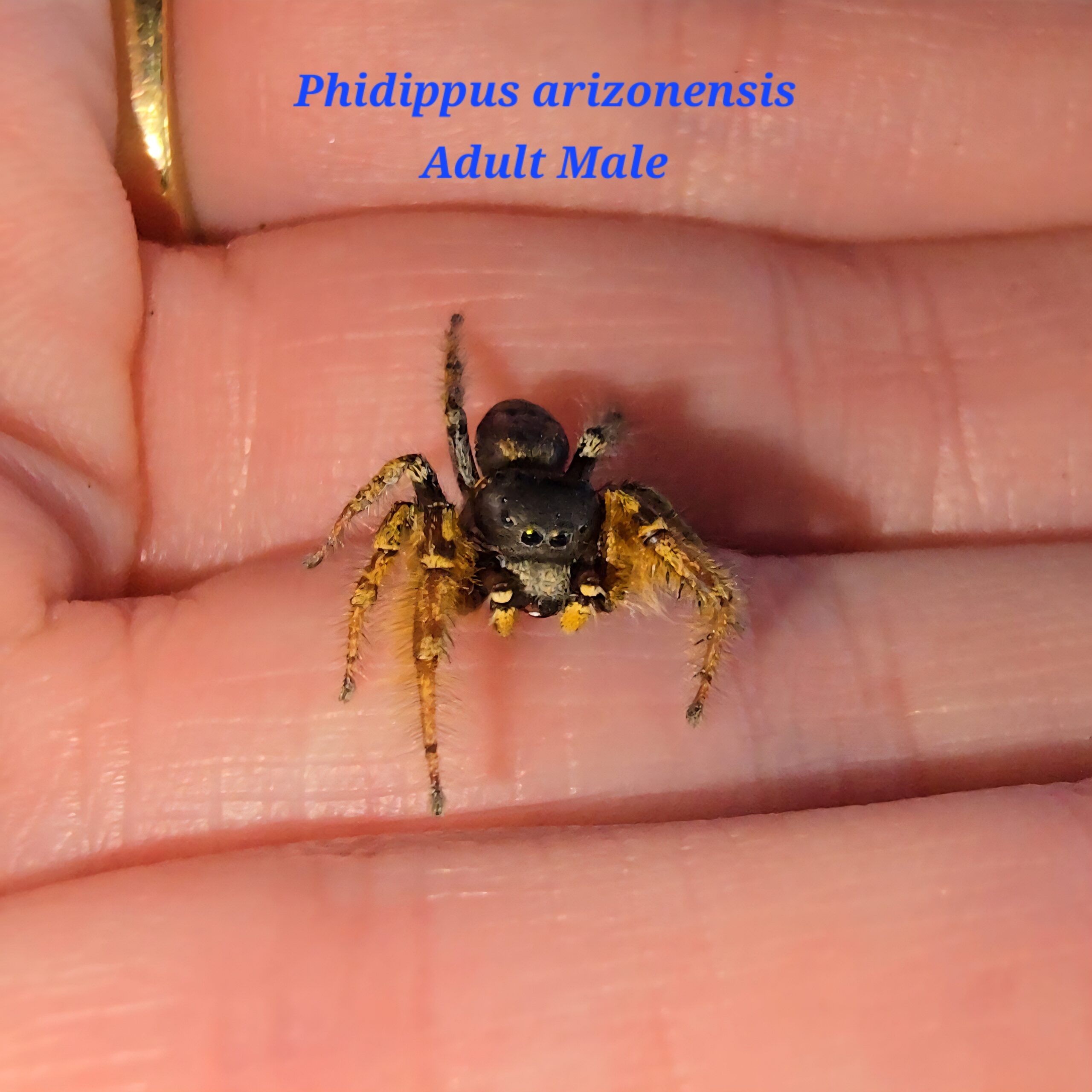 Phidippus arizonensis Arizona Jumping Spiderling - Image 2