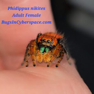 Phidippus nikites